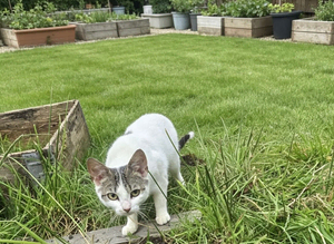 Cats