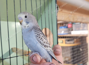 Hand tame baby Budgies last 3 available