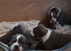 Beautiful old English bulldogs for sale!!!