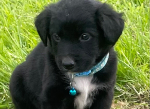 Border Collie x Cocker Spaniel Ready Now
