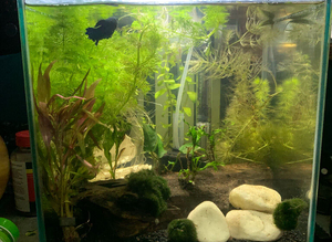 Full setup male betta