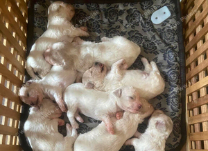 Beautiful Cavapoochon puppies