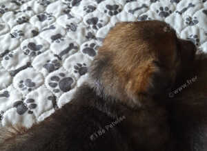 KC Reg German Shepherds puppies For sale!!!