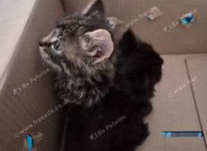 Sibling kittens 100 for both