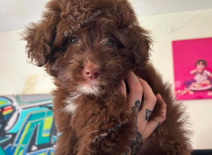Cavapoo cross Pomsky