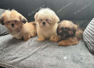 Shih Tzu puppies