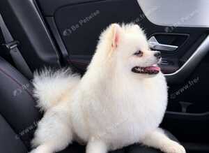 White Pomeranian male Russian bloodlines