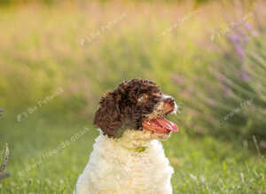 Spanish Water Dog RKC register