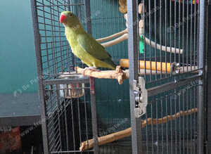 6 month old male Ringneck