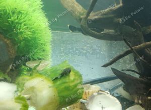 Bristol Noes plecs