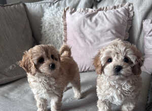 Ready now Cavapoochon pups