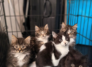 5 bengal kittens