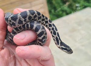 Four-line Snake for sale