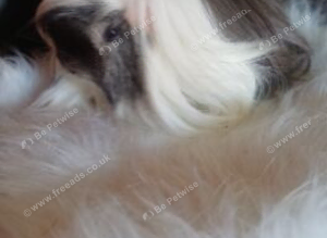 Skinny pigs and other breeds