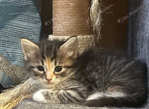 2 beautiful kittens
