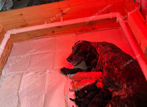 Cocker spaniels