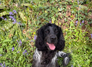 BLUE ROAN SPROCKER
