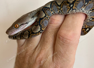 Reticulated python classic pattern and colour &pound;120