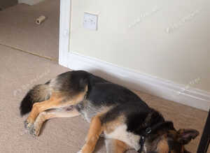 4 year old max gsd x kelpie