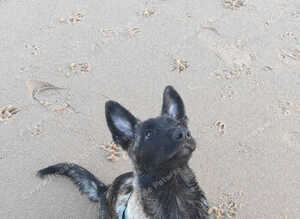 Melanois x Belgian Shepherd for sale 3 months old