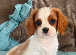 *Ready For New Homes*  Cavalier King Charles