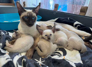 Full Traditional Siamese kittens