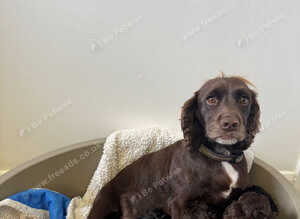 F1 cockapoo puppys