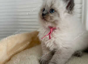 Ragdoll kittens