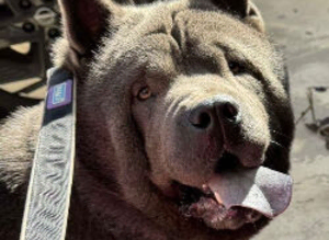 Smooth coated chow chow
