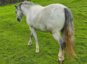 Registered welsh sec A filly