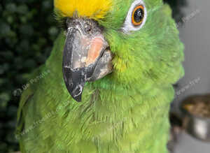 Amazon parrot very talkative and tame