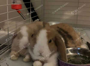 LOLA AND COCO