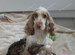 Cockapoo puppies