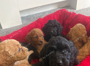 Beautiful Cockapoo Puppies
