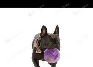 Male blue French bulldog for sale