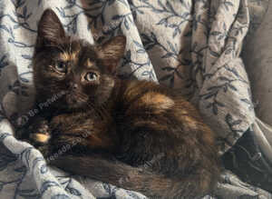 Persian Female Kitten