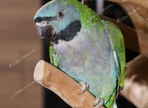 Darbyen Talking Parrot Male,12