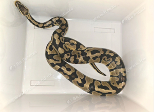 Pastel royal python