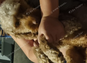 2 year old female cockapoo