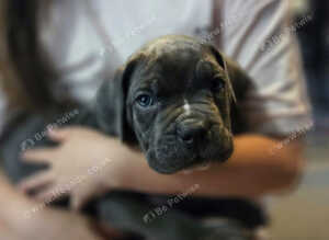 Cane corso puppies