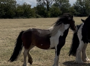 Coloured gelding 11hh