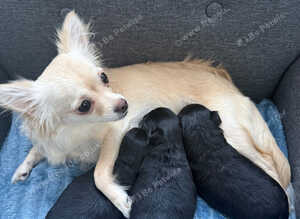 Three Chihuahua boys for sale