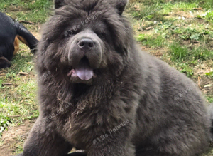 Blue Chow Chow Stud Chow Stud liverpool