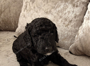 Puppies F2b