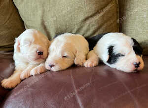 Old English Sheepdog Puppies