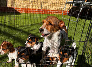 5 Jack Russels