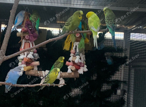 Budgies for sale