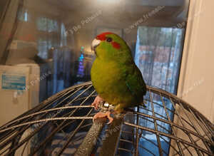 Kakariki young