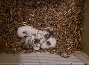 Rabbits