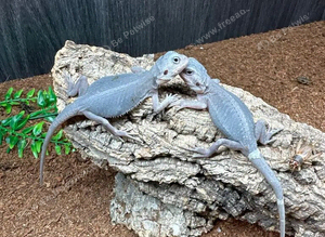 Bearded Dragons Various Morphs